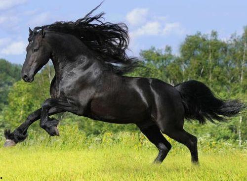 马的性行为全过程视频,性行为全过程的自然演绎