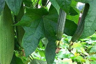 水瓜视频,揭秘短视频新潮流的幕后力量