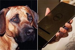 狗配种高清视频,高清视频带你一窥繁殖奥秘