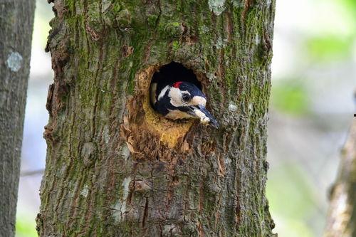 啄木鸟手机在线观看,在线观看，解锁科技魅力之旅